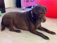 Autism Awareness Collar