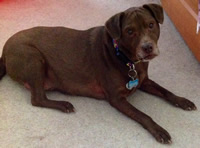 Autism Awareness Collar